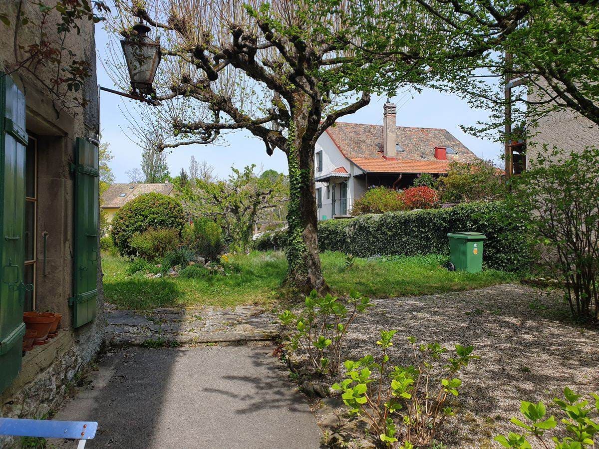 Jardin existant maison de village — grand arbre, avant aménagement